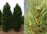 Kép 2/2 - Pinus nigra Fastigiata / Oszlopos feketefenyő