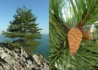 Kép 1/2 - Pinus nigra / Feketefenyő