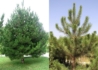 Kép 2/2 - Pinus nigra / Feketefenyő