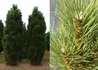 Kép 2/2 - Pinus nigra Green Tower / Oszlopos feketefenyő