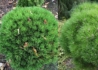 Kép 2/2 - Pinus nigra Marie Bregeon / Törpe fekete fenyő