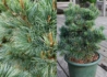Kép 1/2 - Pinus parviflora Negishi / Japán fehérfenyő