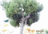 Kép 3/3 - Pinus pinea / Mandulafenyő