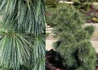 Kép 2/2 - Pinus schwerinii Wiethorst / Törpefenyő kék