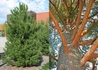Kép 2/3 - Pinus sylvestris / Erdeifenyő