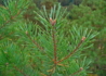 Kép 3/3 - Pinus sylvestris / Erdeifenyő