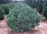 Kép 1/2 - Pinus sylvestris Watereri nana / Kék törpe erdeifenyő