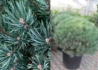 Kép 2/2 - Pinus sylvestris Watereri nana / Kék törpe erdeifenyő