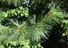 Kép 3/3 - Pinus wallichiana / Himalájai selyemfenyő