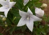Kép 1/3 - Platycodon grandiflorus Apoyama Fairy Snow / Törpe hírharang fehér, Léggömbvirág