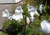 Kép 2/3 - Platycodon grandiflorus Apoyama Fairy Snow / Törpe hírharang
