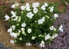Kép 3/3 - Platycodon grandiflorus Apoyama Fairy Snow / Törpe hírharang