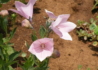 Kép 2/3 - Platycodon grandiflorus Florist Pink / Őszi hírharang rózsaszín