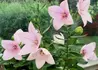 Kép 3/3 - Platycodon grandiflorus Florist Pink / Őszi hírharang rózsaszín