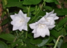 Kép 1/3 - Platycodon grandiflorus Hakone White / Őszi hírharang dupla fehér, léggömbvirág