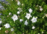 Kép 2/3 - Platycodon grandiflorus Hakone White / Őszi hírharang dupla fehér