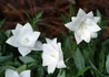 Kép 3/3 - Platycodon grandiflorus Hakone White / Őszi hírharang dupla fehér