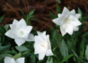 Kép 3/3 - Platycodon grandiflorus Hakone White / Őszi hírharang dupla fehér