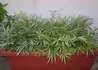 Kép 3/3 - Pleioblastus fortunei Variegata / Tarka Törpe bambusz