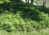 Kép 3/3 - Pleioblastus pygmaeus / Törpe bambusz