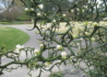 Kép 1/5 - Poncirus trifoliata / Vadcitrom