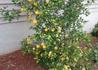 Kép 2/5 - Poncirus trifoliata / Vadcitrom