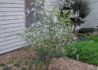 Kép 3/5 - Poncirus trifoliata / Vadcitrom