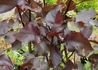 Kép 2/2 - Populus deltoides Purple Tower / Vörös levelű oszlopos nyár 