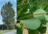 Kép 1/2 - Populus simonii Fastigiata / Oszlopos kínai nyár
