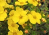 Kép 2/2 - Potentilla Fruticosa Kobold / Cserjés pimpó