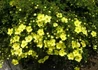 Kép 2/3 - Potentilla fruticosa Elisabeth / Cserjés pimpó