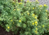 Kép 3/3 - Potentilla fruticosa Elisabeth / Cserjés pimpó