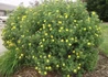 Kép 2/4 - Potentilla fruticosa Goldfinger / Cserjés pimpó