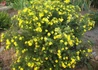 Kép 3/4 - Potentilla fruticosa Goldfinger / Cserjés pimpó