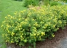 Kép 4/4 - Potentilla fruticosa Goldfinger / Cserjés pimpó