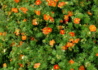 Kép 3/4 - Potentilla fruticosa Red Favorite / Cserjés pimpó narancspiros