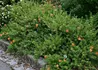 Kép 4/4 - Potentilla fruticosa Red Favorite / Cserjés pimpó narancspiros