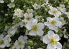 Kép 1/4 - Potentilla fruticosa mount everest / Cserjés pimpó fehér