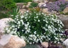 Kép 2/4 - Potentilla fruticosa mount everest / Cserjés pimpó fehér