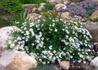 Kép 2/4 - Potentilla fruticosa mount everest / Cserjés pimpó fehér