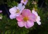 Kép 1/4 - Potentilla fruticosa pink queen / Cserjés pimpó rózsaszín