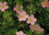 Kép 2/4 - Potentilla fruticosa pink queen / Cserjés pimpó rózsaszín