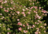 Kép 4/4 - Potentilla fruticosa pink queen / Cserjés pimpó rózsaszín