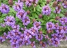 Kép 1/4 - Prunella grandiflora / Nagyvirágú gyíkfű