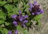 Kép 2/4 - Prunella grandiflora / Nagyvirágú gyíkfű