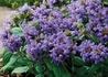 Kép 3/4 - Prunella grandiflora / Nagyvirágú gyíkfű