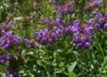 Kép 4/4 - Prunella grandiflora / Nagyvirágú gyíkfű