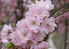 Kép 2/2 - Prunus triloba / Babarózsa