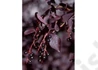 Kép 2/3 - Prunus virginiana Schubert / Vörös levelű májusfa