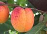 Kép 1/2 - Prunus Armeniaca Bergeron / Bergeron Kajszibarack